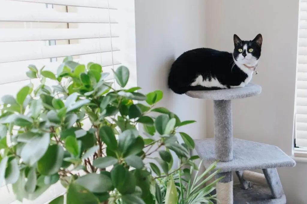 How to stop cat scratching leather furniture