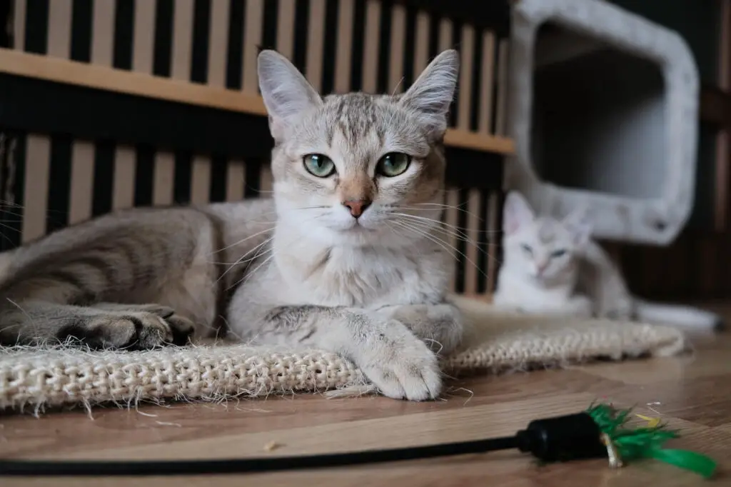 How to stop cat scratching leather furniture