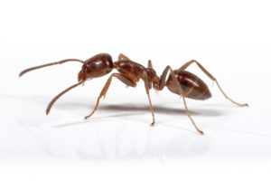 Argentine ants