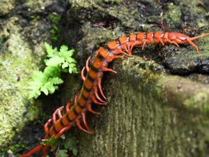 How to Get Rid of Centipedes in My Bathroom