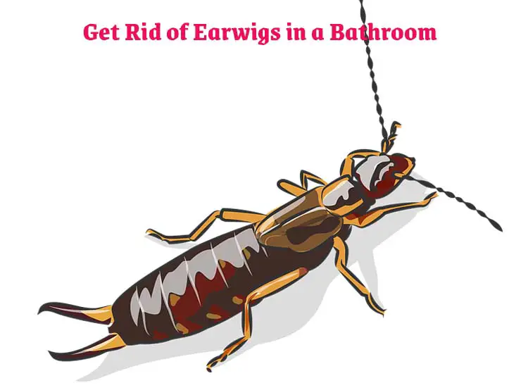 How to Get Rid of Earwigs in a Bathroom
