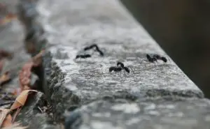 Types of Ants That Like Your Bathroom Sink