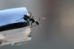 Ways To Get Rid of Ants in Bathroom Sink Once And For All