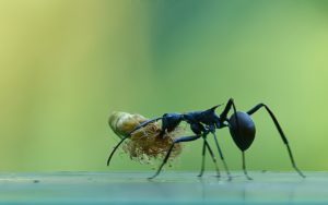 Carpenter ants