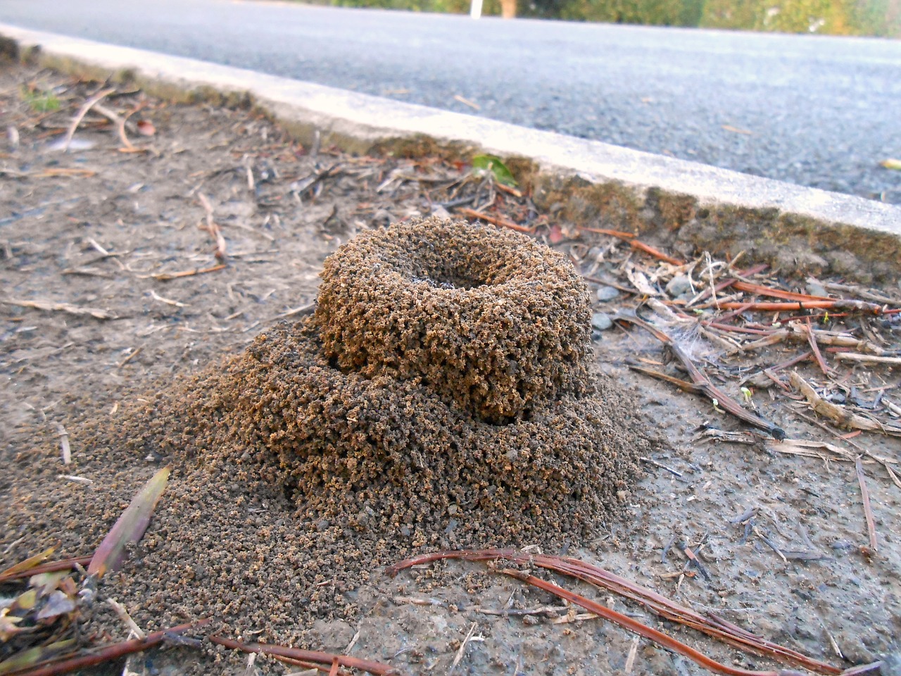 How to Get Rid of Ants in Bathroom Sink Tips and Tricks