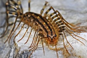 Can Centipedes Hurt Humans