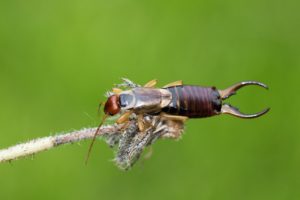 What do Earwigs Look Like