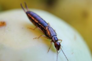 Earwigs love moisture