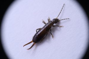 Why Are There Earwigs in My Bathroom?
