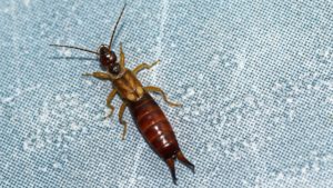 Get Rid of Earwigs in the Bathroom Permanently