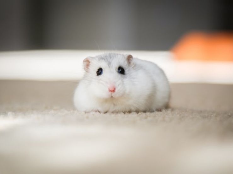 Best Sand Bath for Hamsters