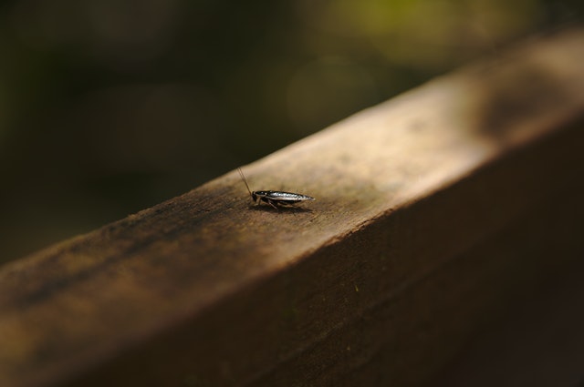 Ways to Get Rid of Roaches in Bathroom